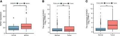 Upregulated Expression of Cancer-Derived Immunoglobulin G Is Associated With Progression in Glioma